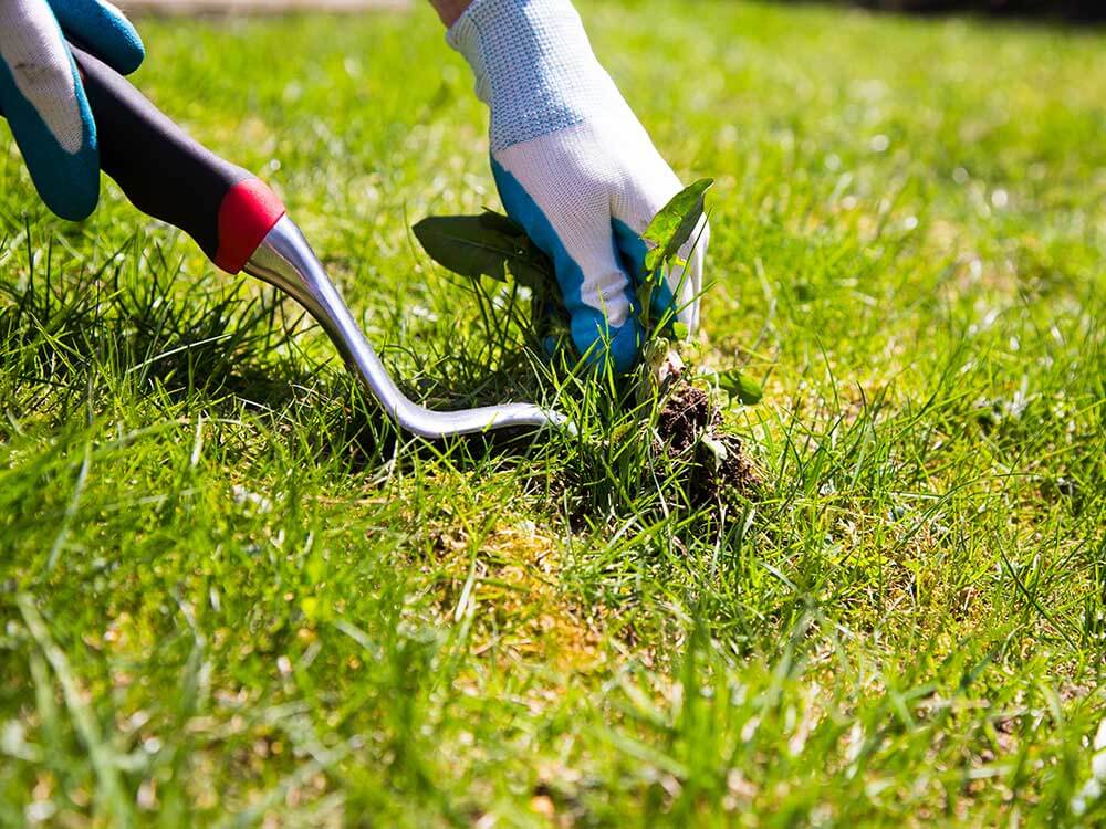 Queen Creek Weed Control